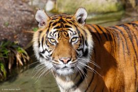 ZOOM #3 professional